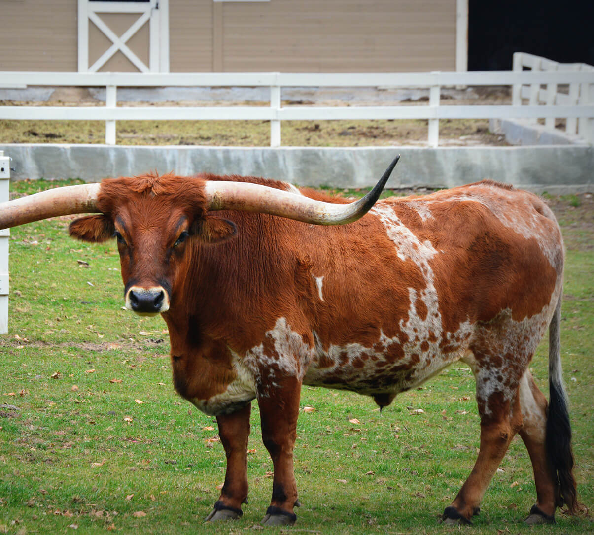 Texas Longhorn