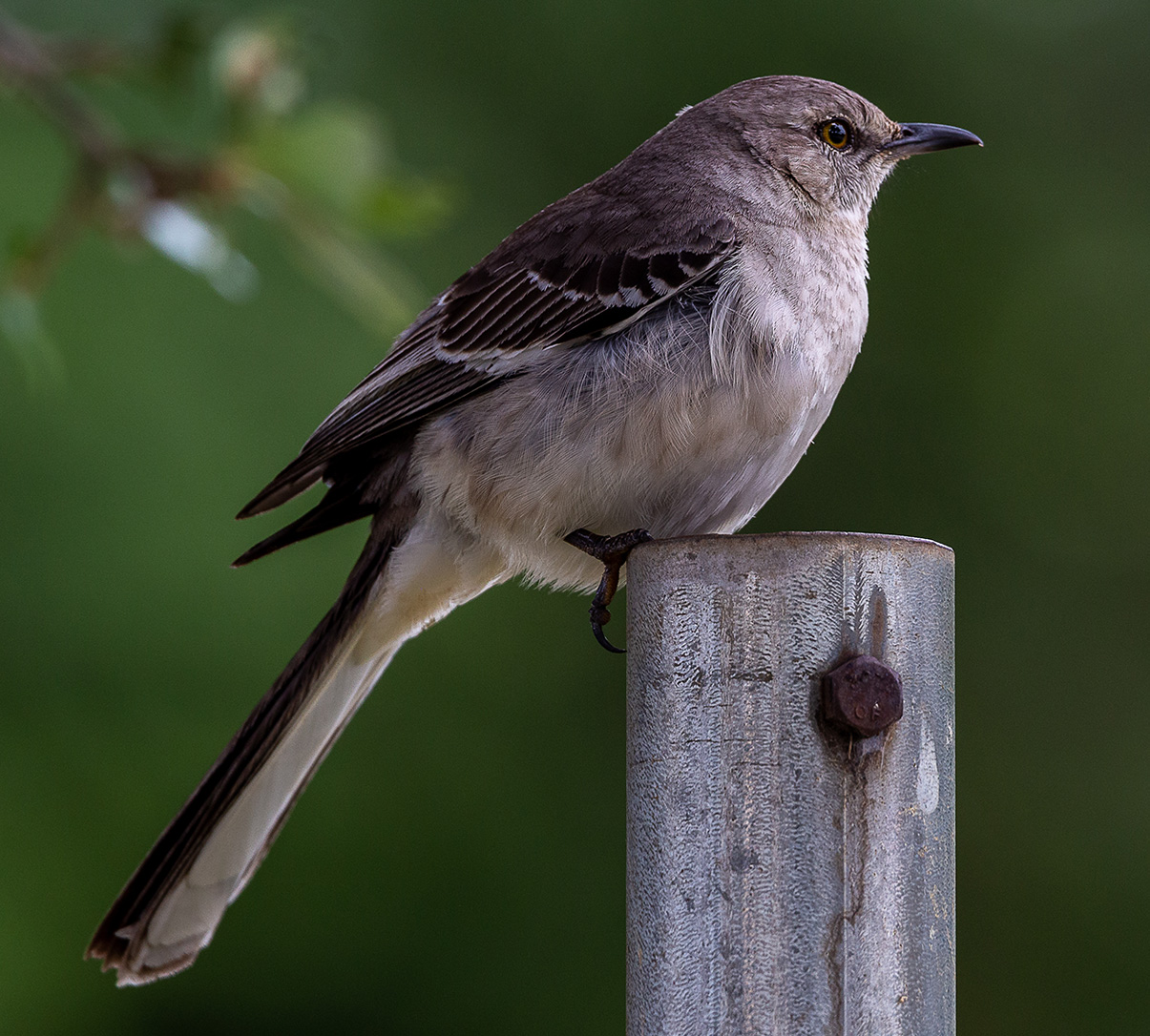 Texas Mockingbird