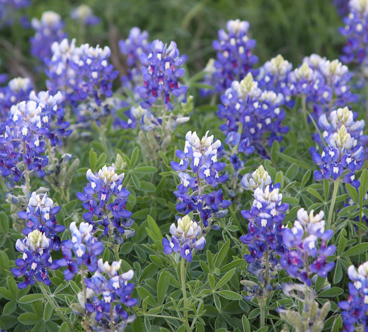 Texas Bluebonnets